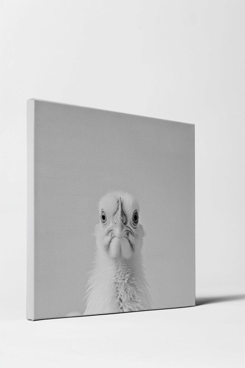 Fotografie Poster Truthahn frontal weiß schwarz-weiß