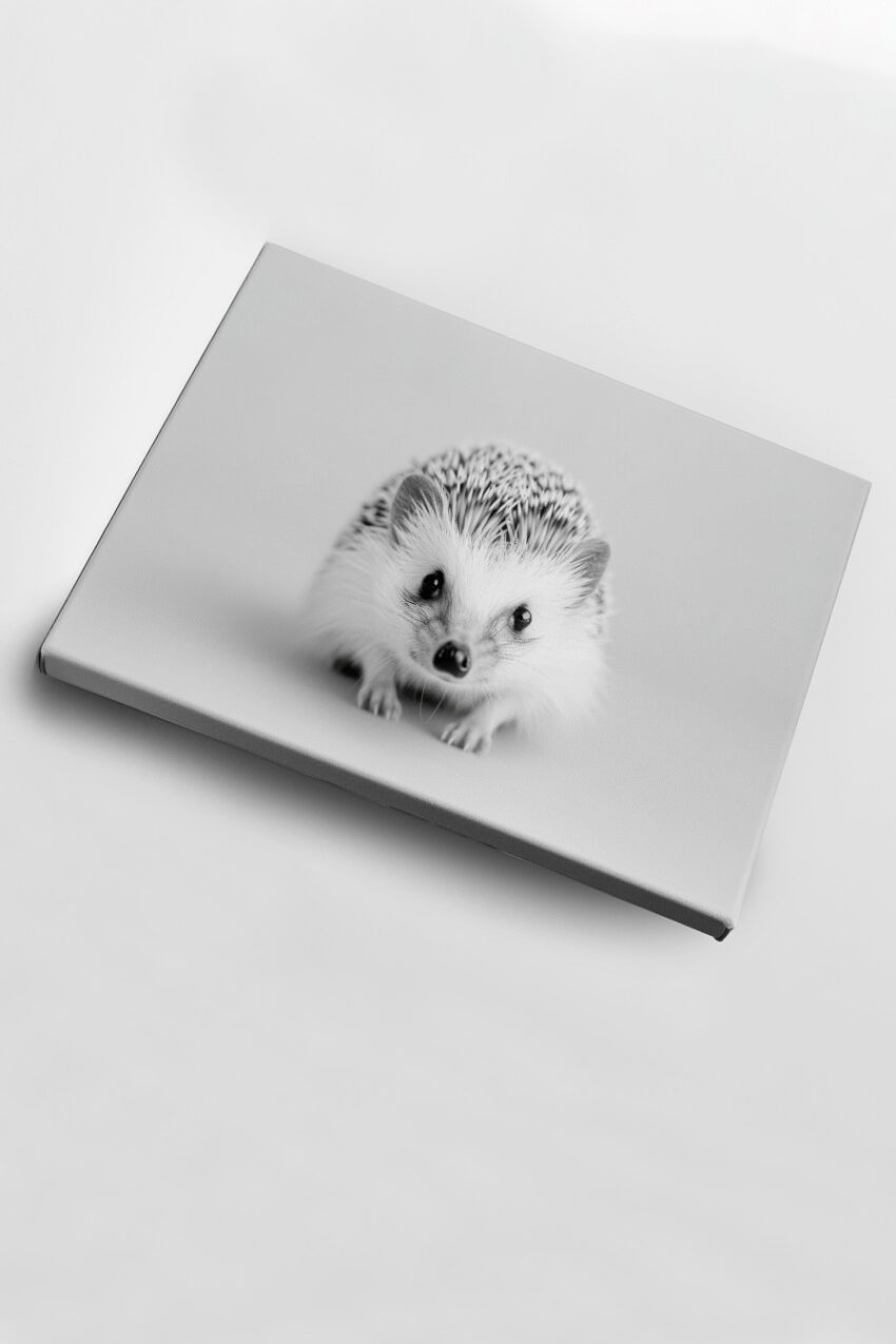 Fotografie Poster Igel frontal schwarz-weiß detailreich