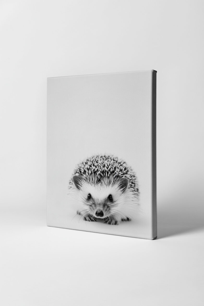 Fotografie Poster Igel frontal schwarz-weiß minimalistisch