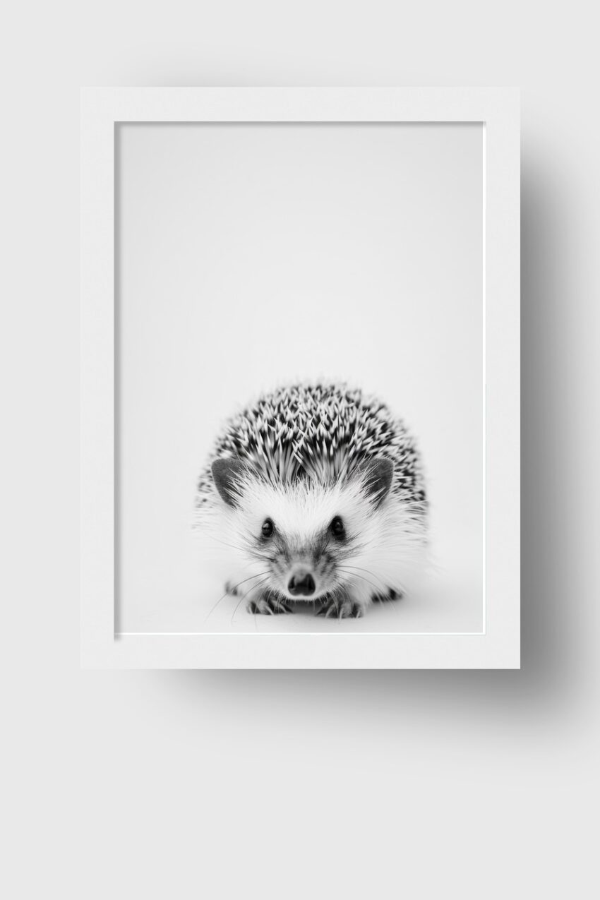 Fotografie Poster Igel frontal schwarz-weiß minimalistisch