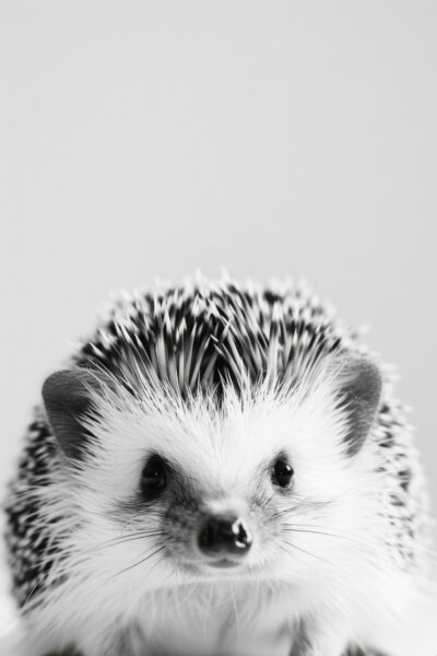 Igel Stacheln Detail Gerahmt