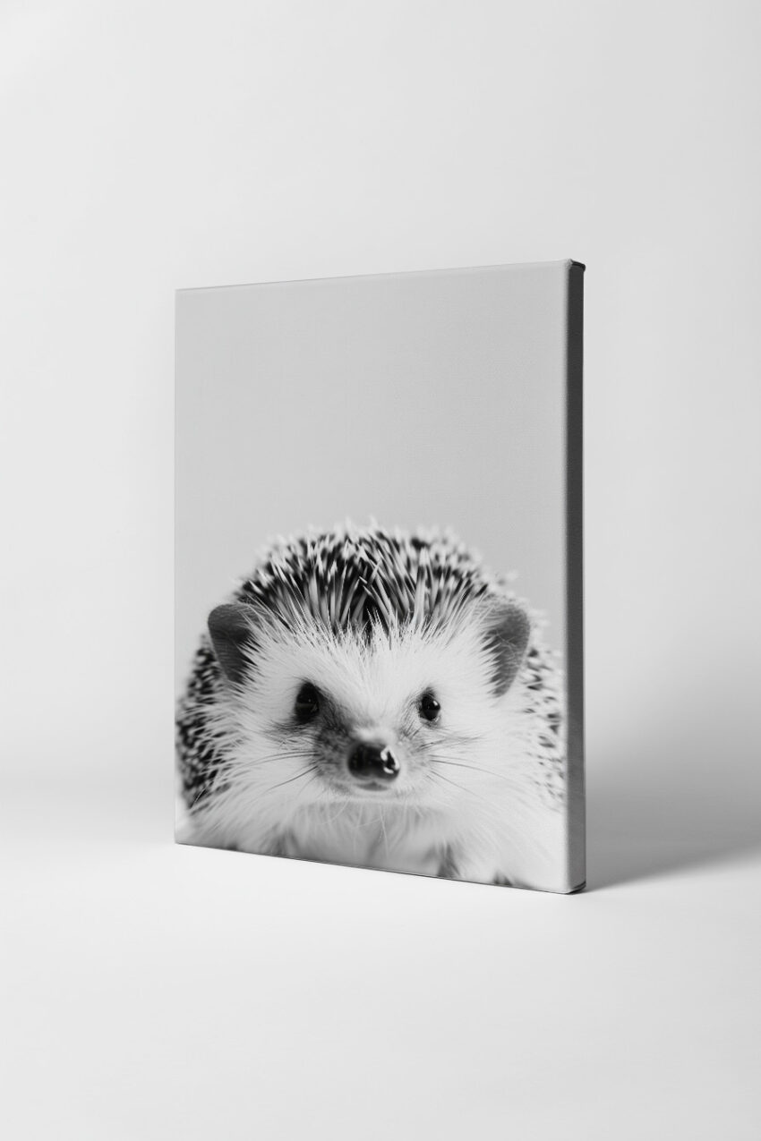 Fotografie Poster Igel schwarz-weiß Nahaufnahme Stacheln