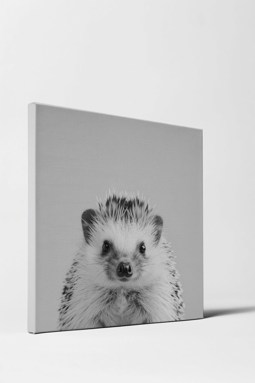 Fotografie Poster Igel frontal schwarz-weiß