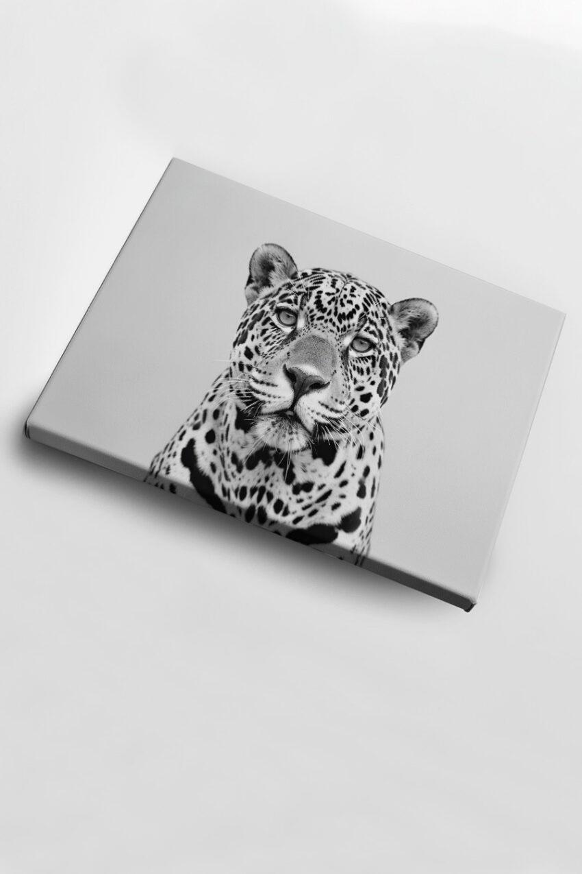 Fotografie Poster Jaguar Kopf schwarz-weiß