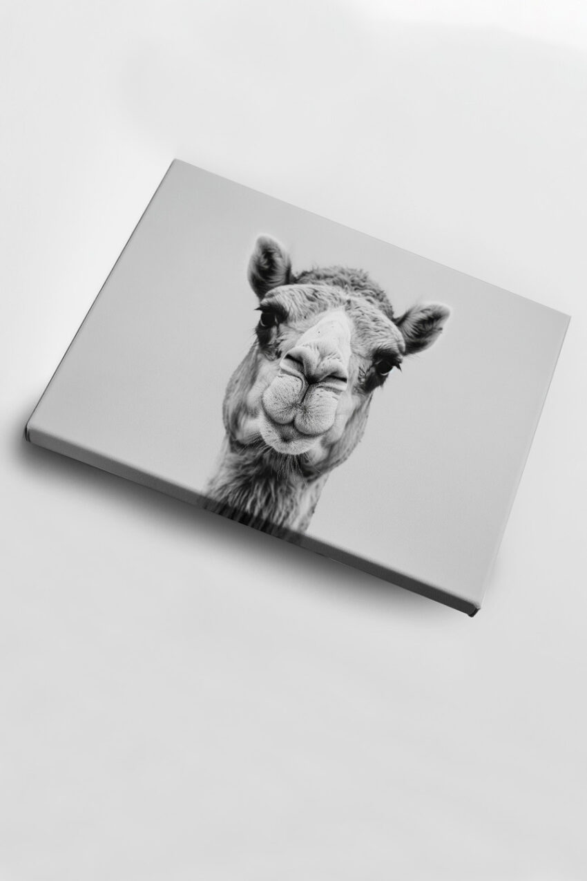 Fotografie Poster Kamel Schnauze schwarz-weiß frontal