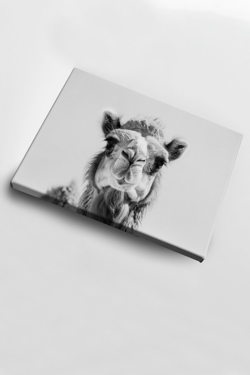 Fotografie Poster Kamel Kopf schwarz-weiß Nahaufnahme