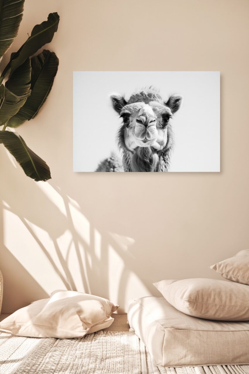 Fotografie Poster Kamel Kopf schwarz-weiß Nahaufnahme