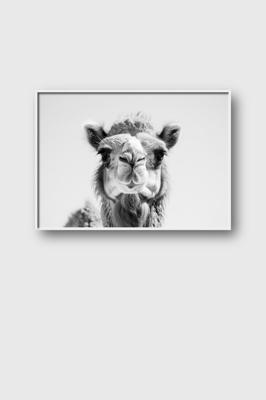 Fotografie Poster Kamel Kopf schwarz-weiß Nahaufnahme
