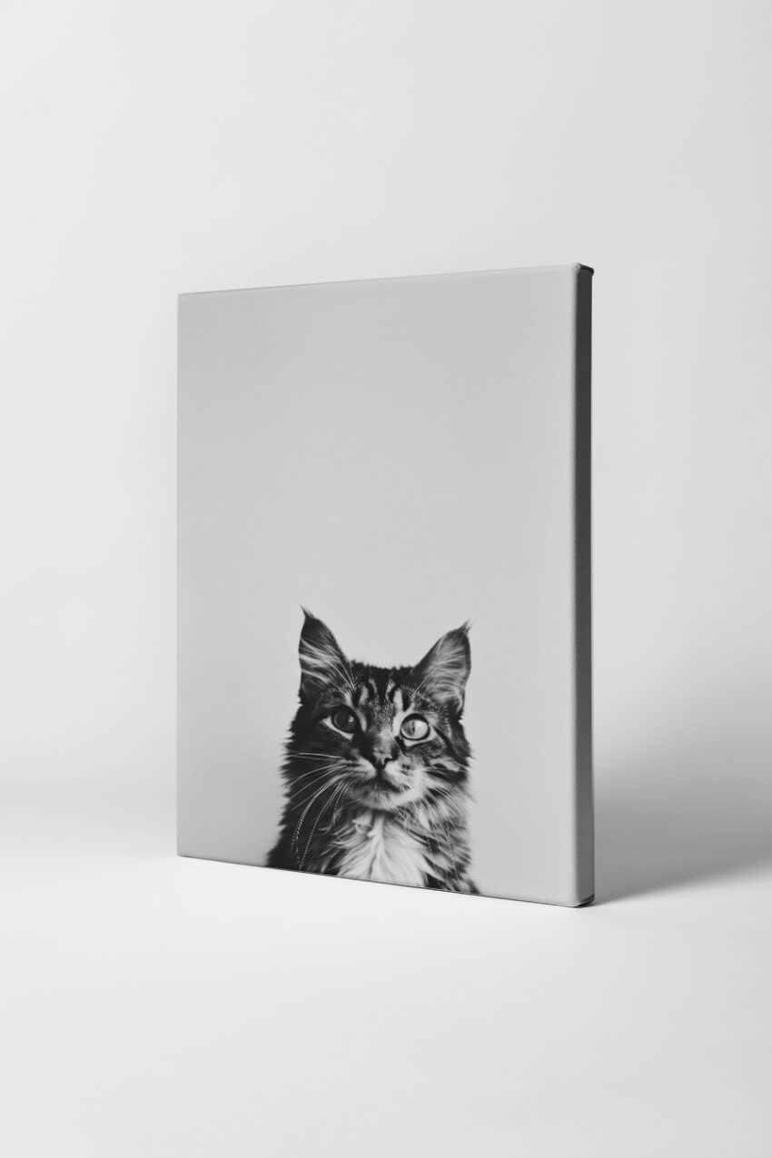 Fotografie Poster Katze Porträt schwarz-weiß minimalistisch
