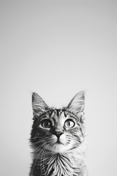 Katze Blick Frontal Poster