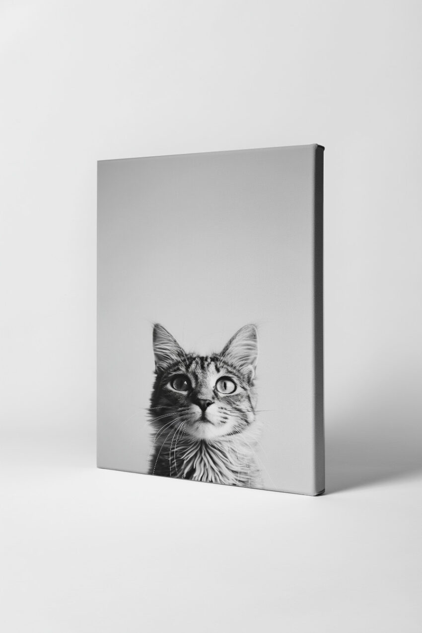 Fotografie Poster Katze Blick schwarz-weiß Nahaufnahme