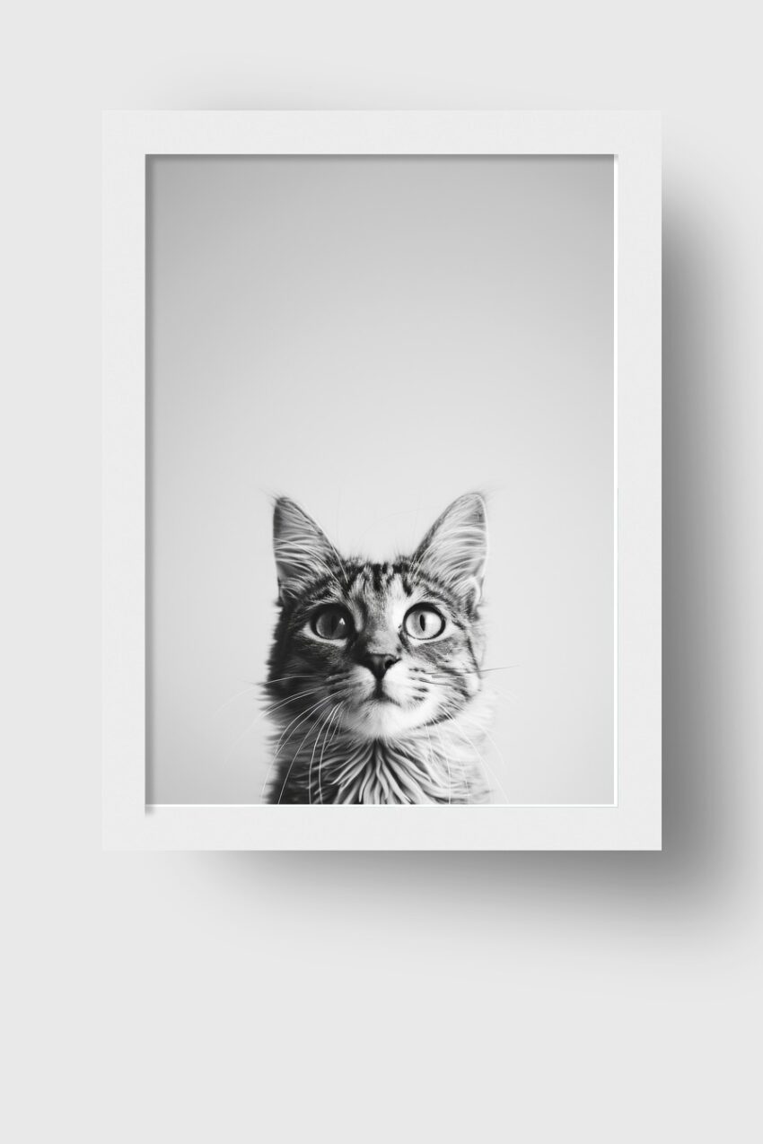 Fotografie Poster Katze Blick schwarz-weiß Nahaufnahme