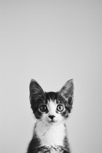 Katze Portrait Leinwandbild