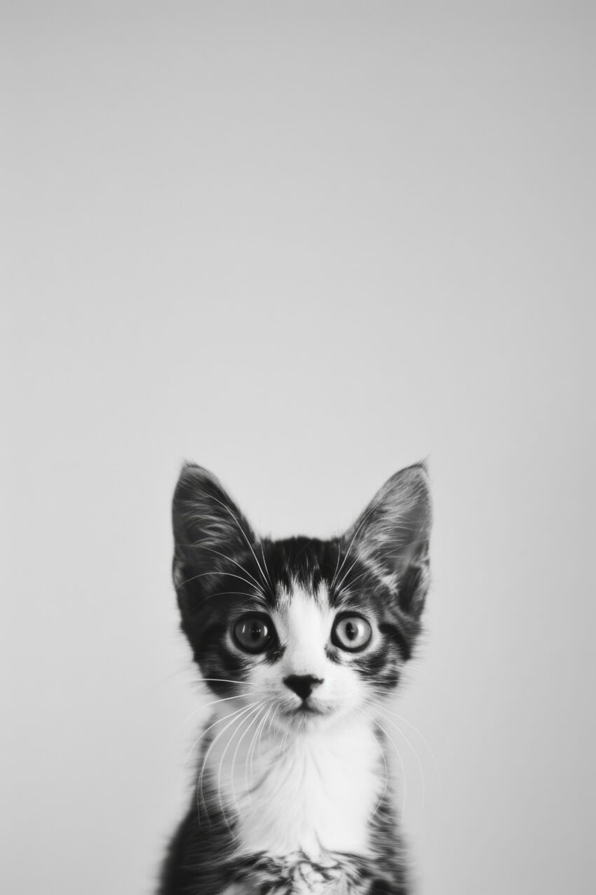 Fotografie Poster Katze Portrait schwarz-weiß nah