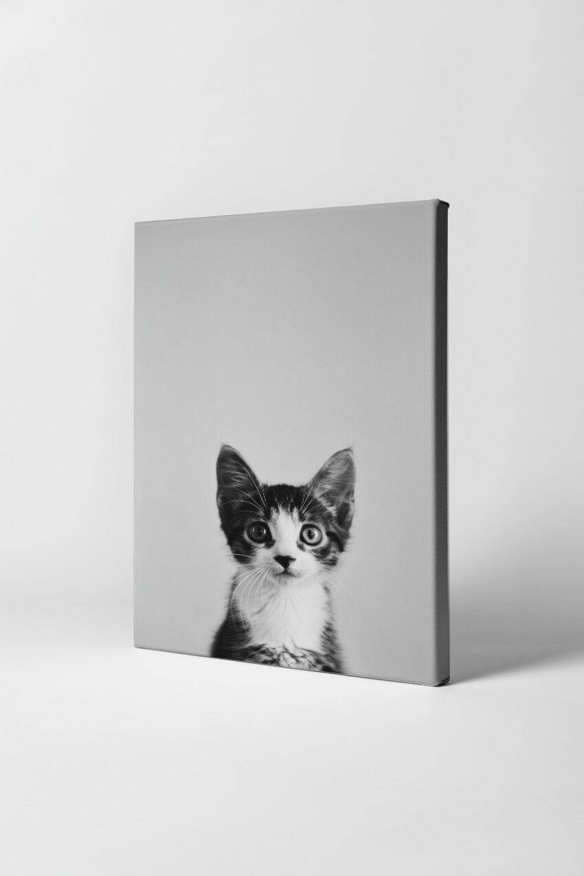 Fotografie Poster Katze Portrait schwarz-weiß nah