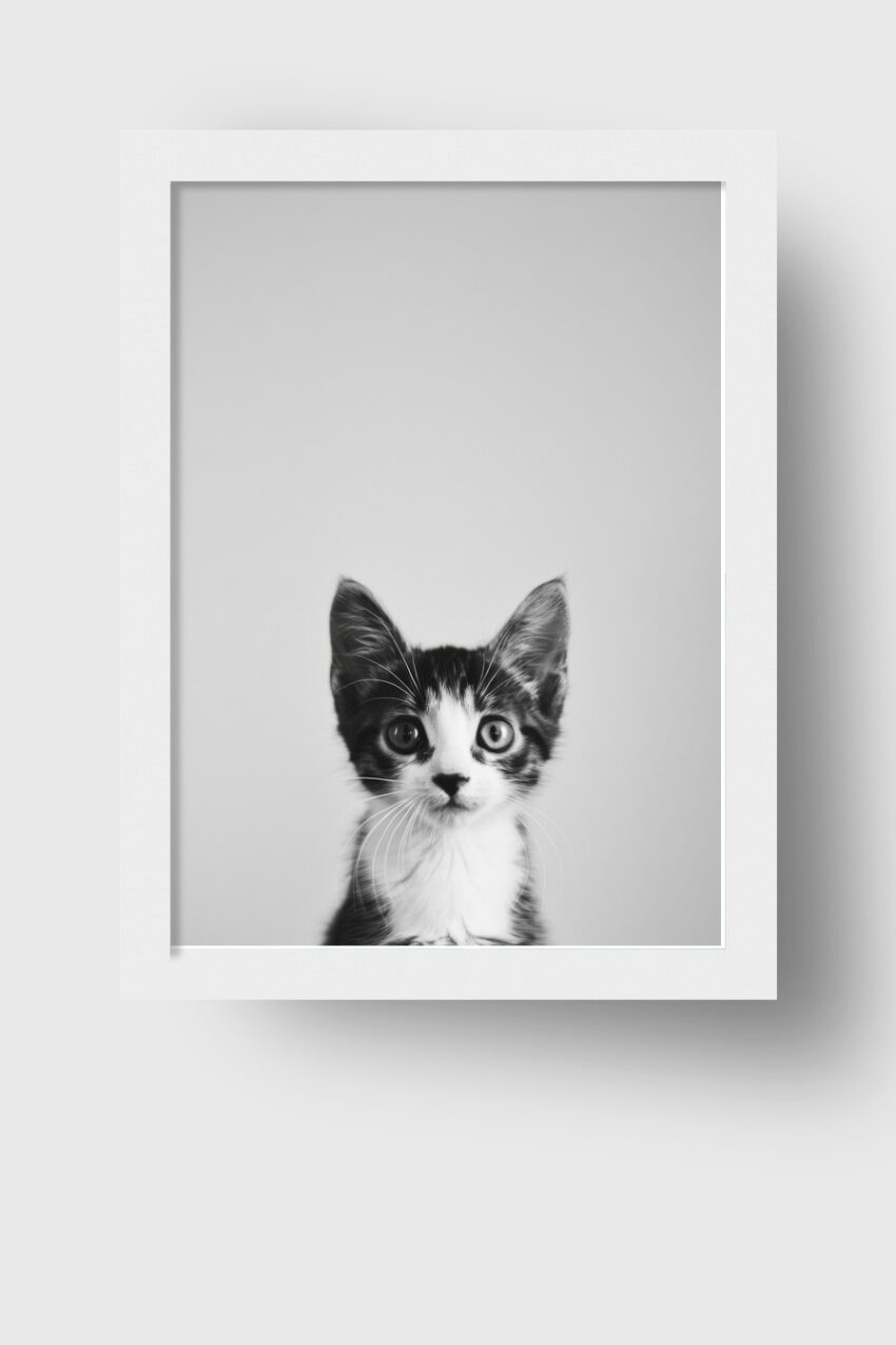 Fotografie Poster Katze Portrait schwarz-weiß nah
