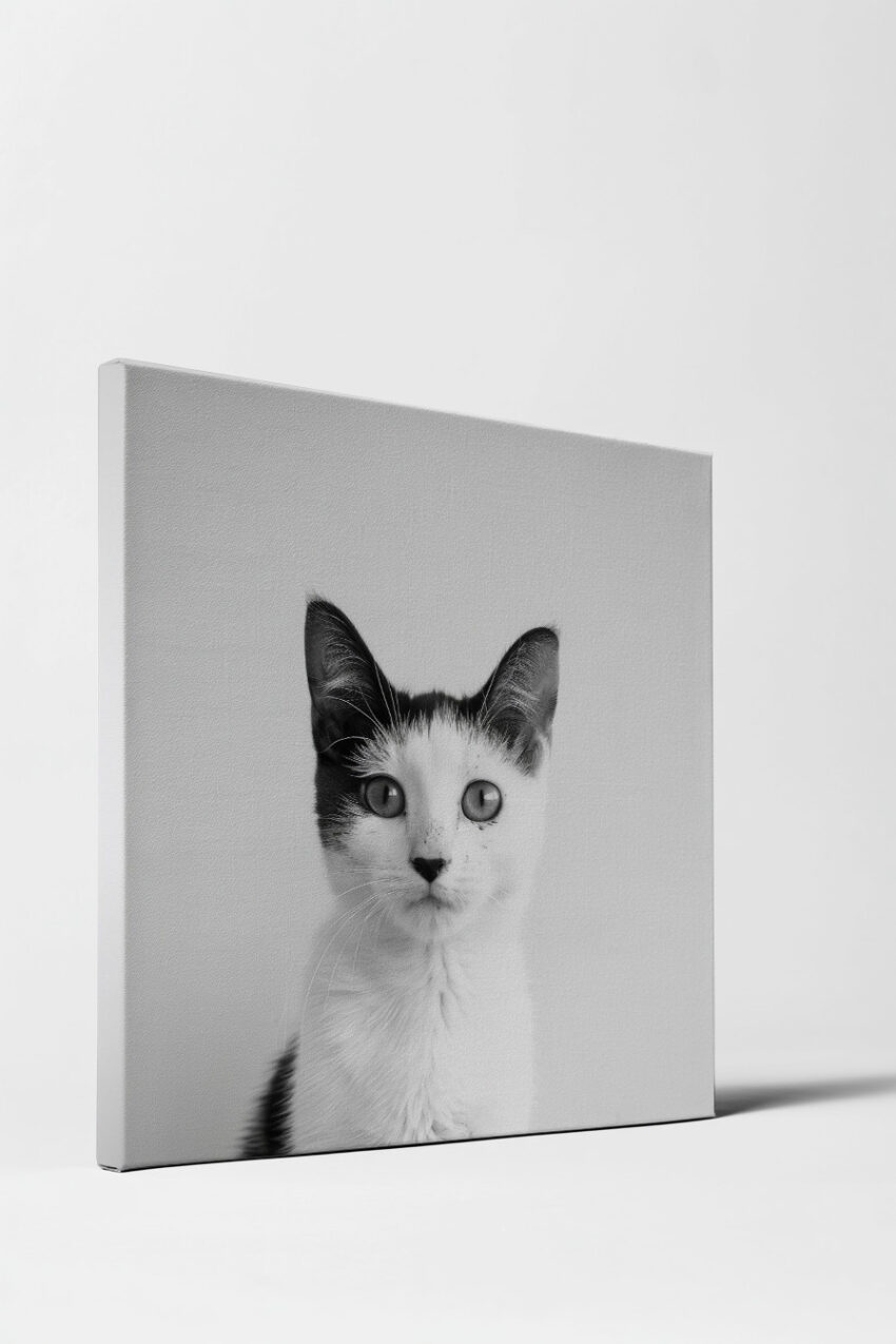 Fotografie Poster Katze schwarz-weiß Nahaufnahme minimalistisch