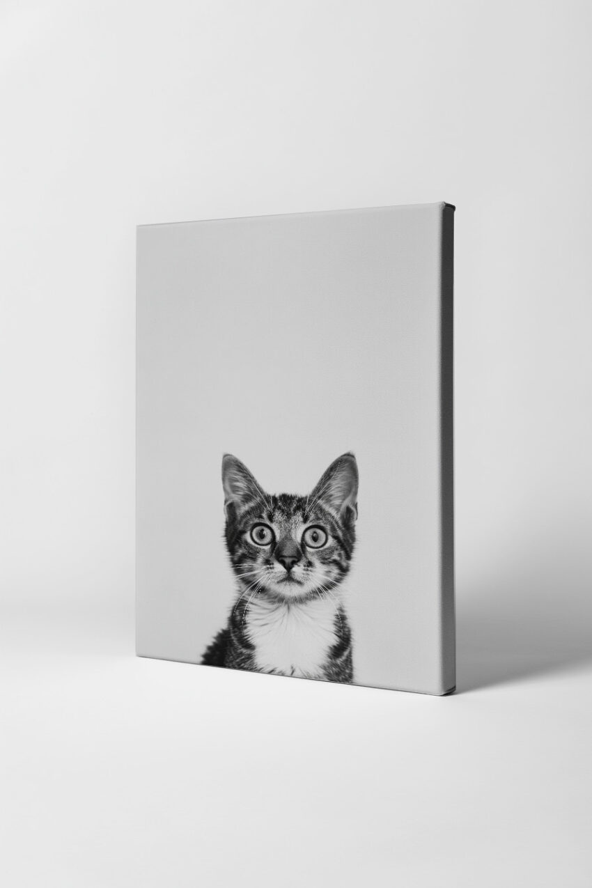 Fotografie Poster Katze schwarz-weiß frontal Blick