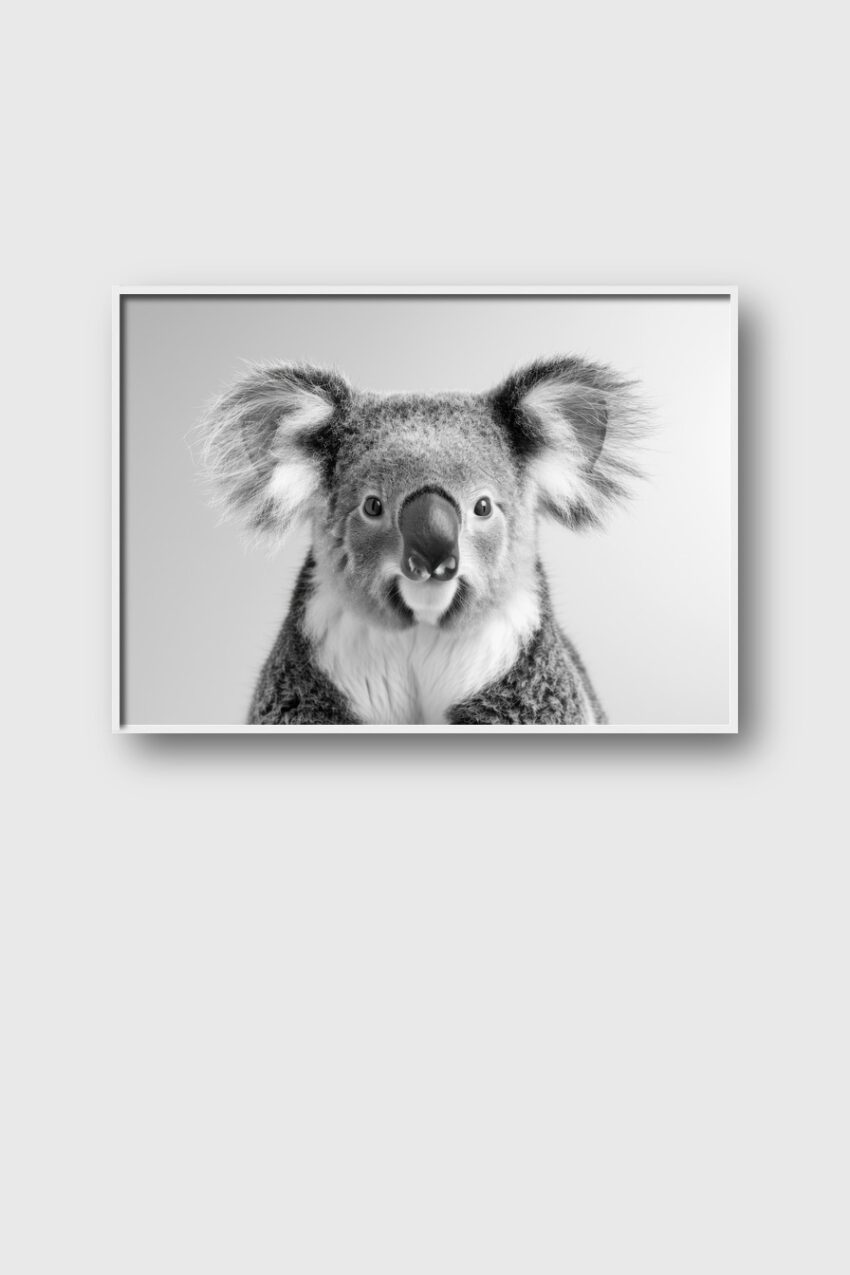 Fotografie Poster Koala Porträt schwarz-weiß