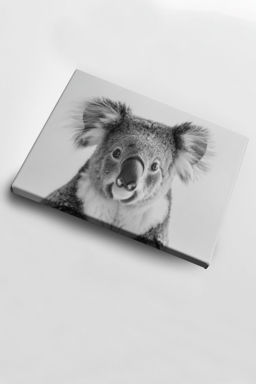 Fotografie Poster Koala frontal schwarz-weiß