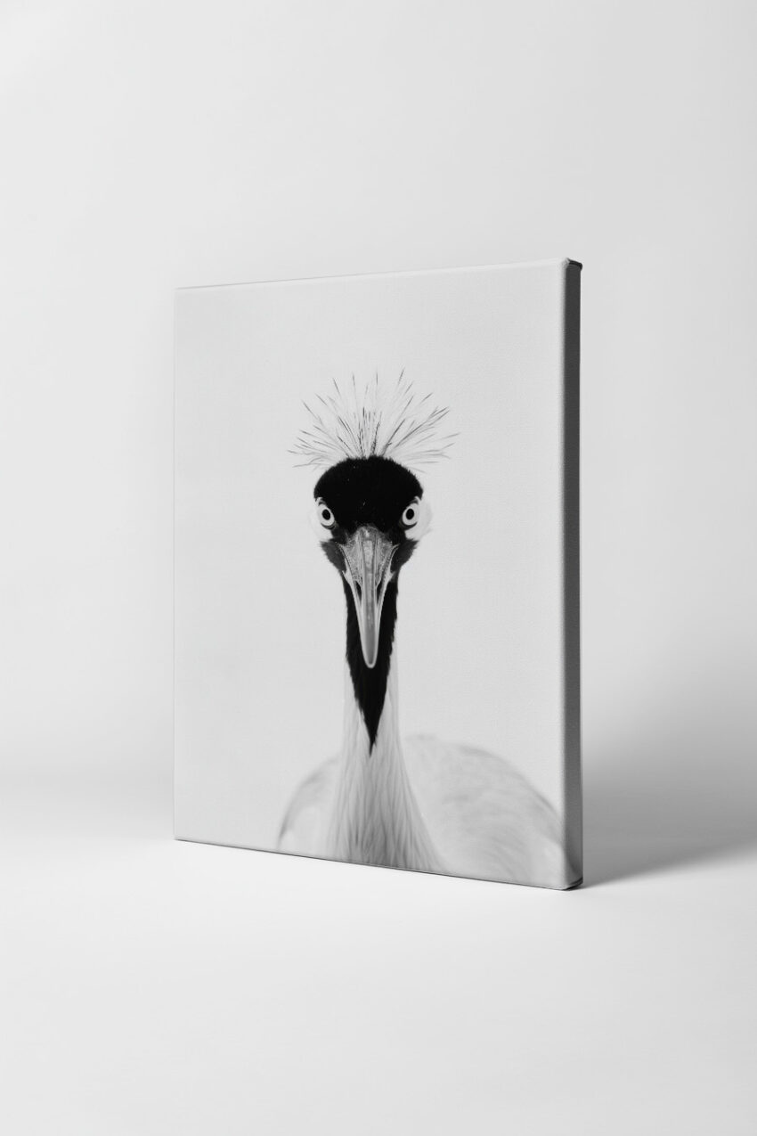 Fotografie Poster Kranich Kopf frontal schwarz-weiß minimalistisch