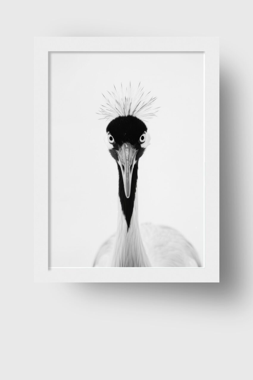 Fotografie Poster Kranich Kopf frontal schwarz-weiß minimalistisch