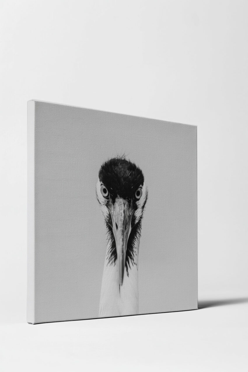 Fotografie Poster Kranich Schwarz-Weiß frontal