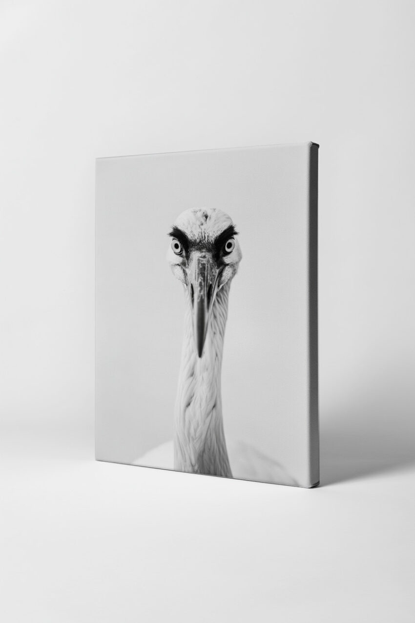 Fotografie Poster Reiher Blick schwarz-weiß frontal