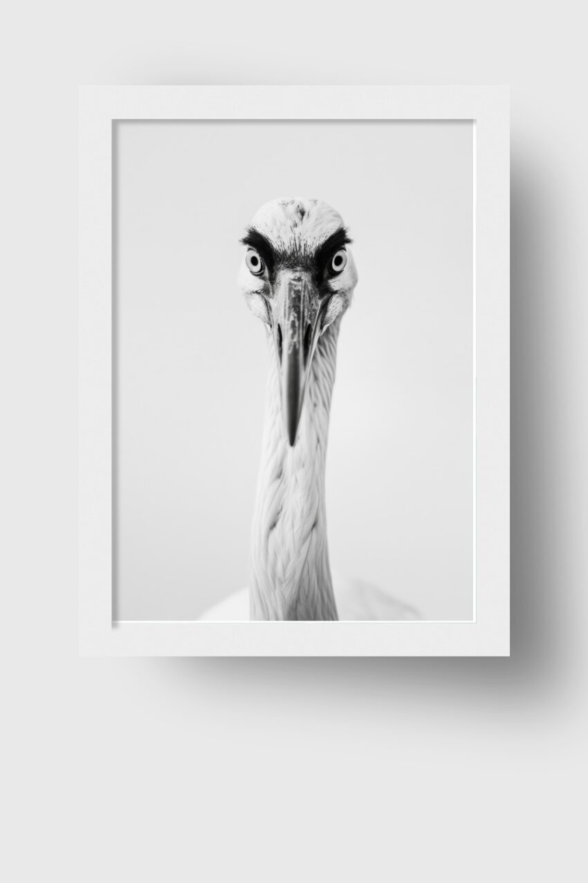 Fotografie Poster Reiher Blick schwarz-weiß frontal