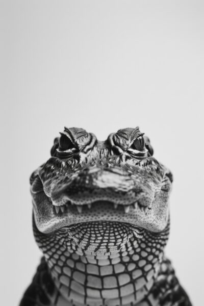 Krokodil Detail Leinwandbild