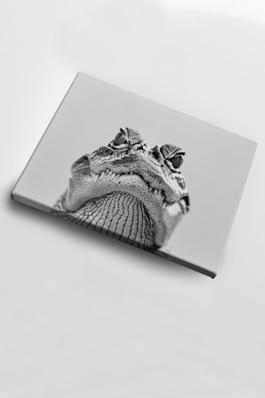 Fotografie Poster Krokodil Zähne frontal schwarz-weiß