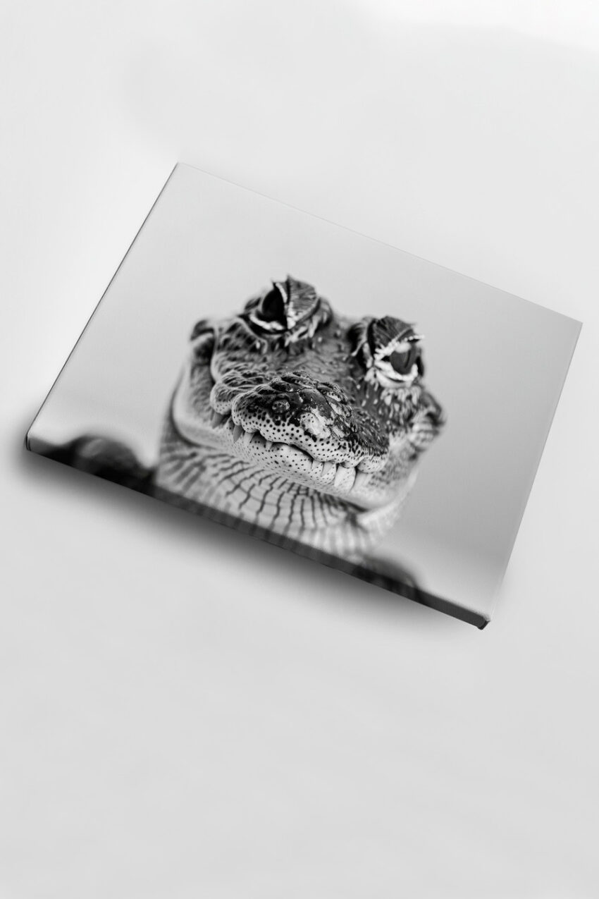 Fotografie Poster krokodil schwarz-weiß nahaufnahme frontal