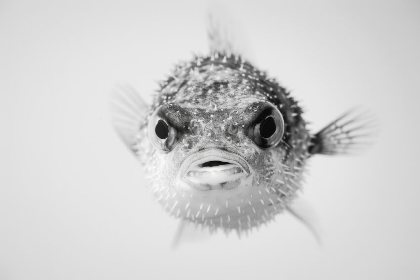 Fotografie Poster Kugelfisch schwarz-weiß Nahaufnahme