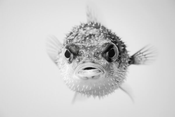 Kugelfisch Frontal Gerahmt