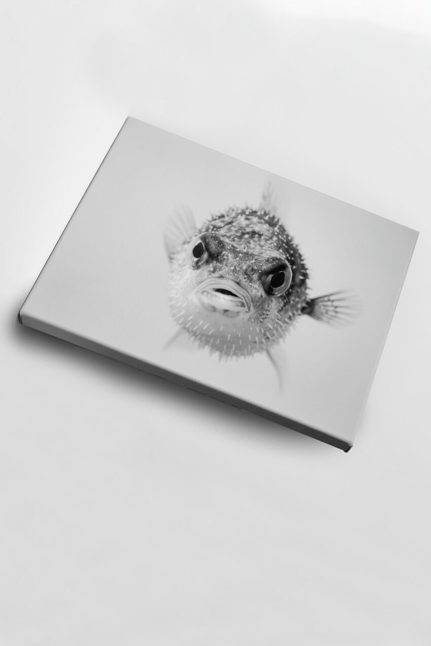 Fotografie Poster Kugelfisch schwarz-weiß Nahaufnahme