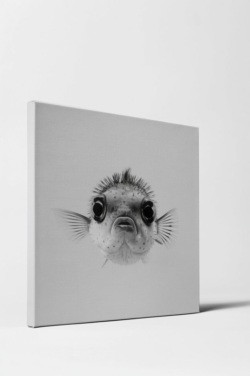 Fotografie Poster Kugelfisch Stacheln schwarz-weiß Nahaufnahme