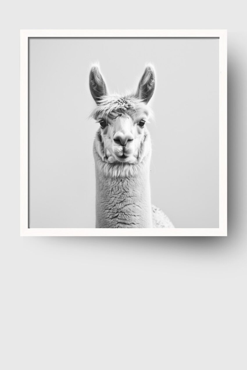 Fotografie Poster Lama Kopf frontal schwarz-weiß minimalistisch