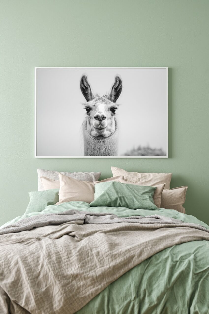 Fotografie Poster Lama Nahaufnahme schwarz-weiß kontrastreich