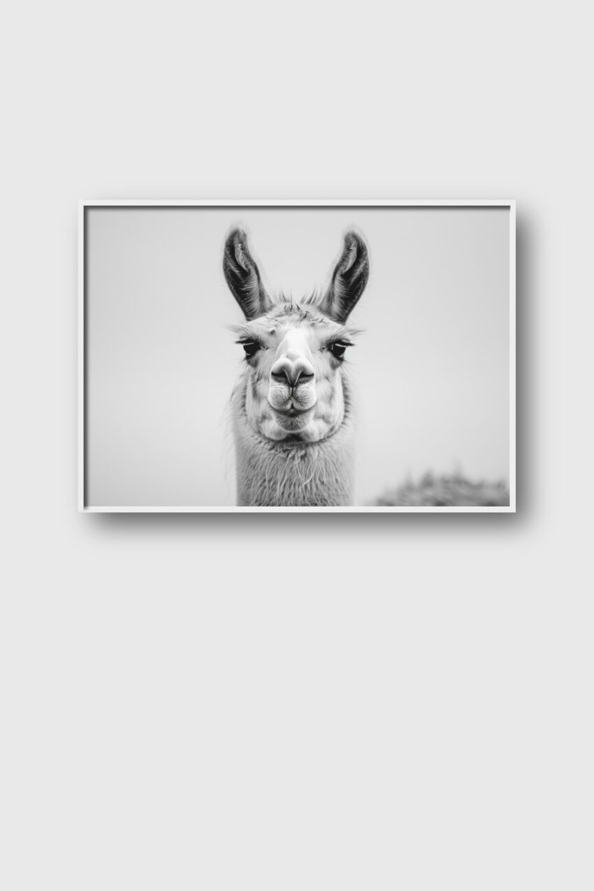 Fotografie Poster Lama Nahaufnahme schwarz-weiß kontrastreich