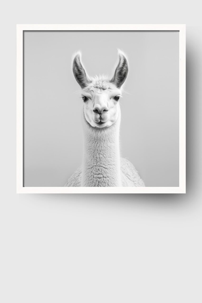 Fotografie Poster Lama Kopf frontal schwarz-weiß ruhig