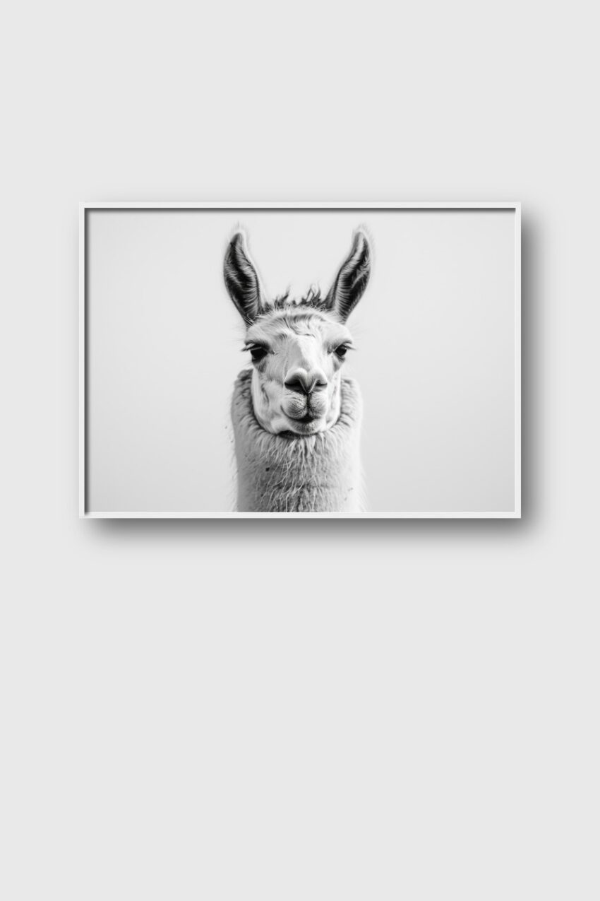 Fotografie Poster Lama Porträt schwarz-weiß minimalistisch