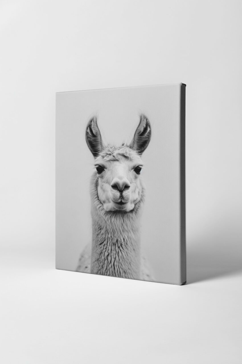 Fotografie Poster Lama Porträt schwarzweiß minimal