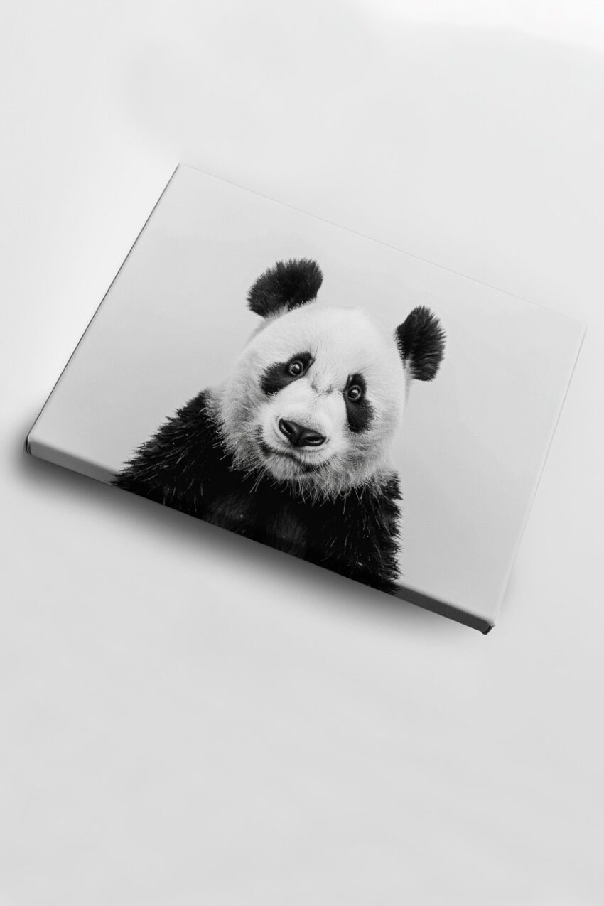Fotografie Poster Panda Gesicht frontal schwarz-weiß