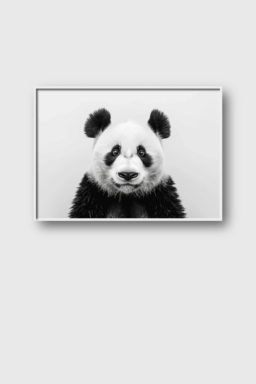 Fotografie Poster Panda Gesicht frontal schwarz-weiß