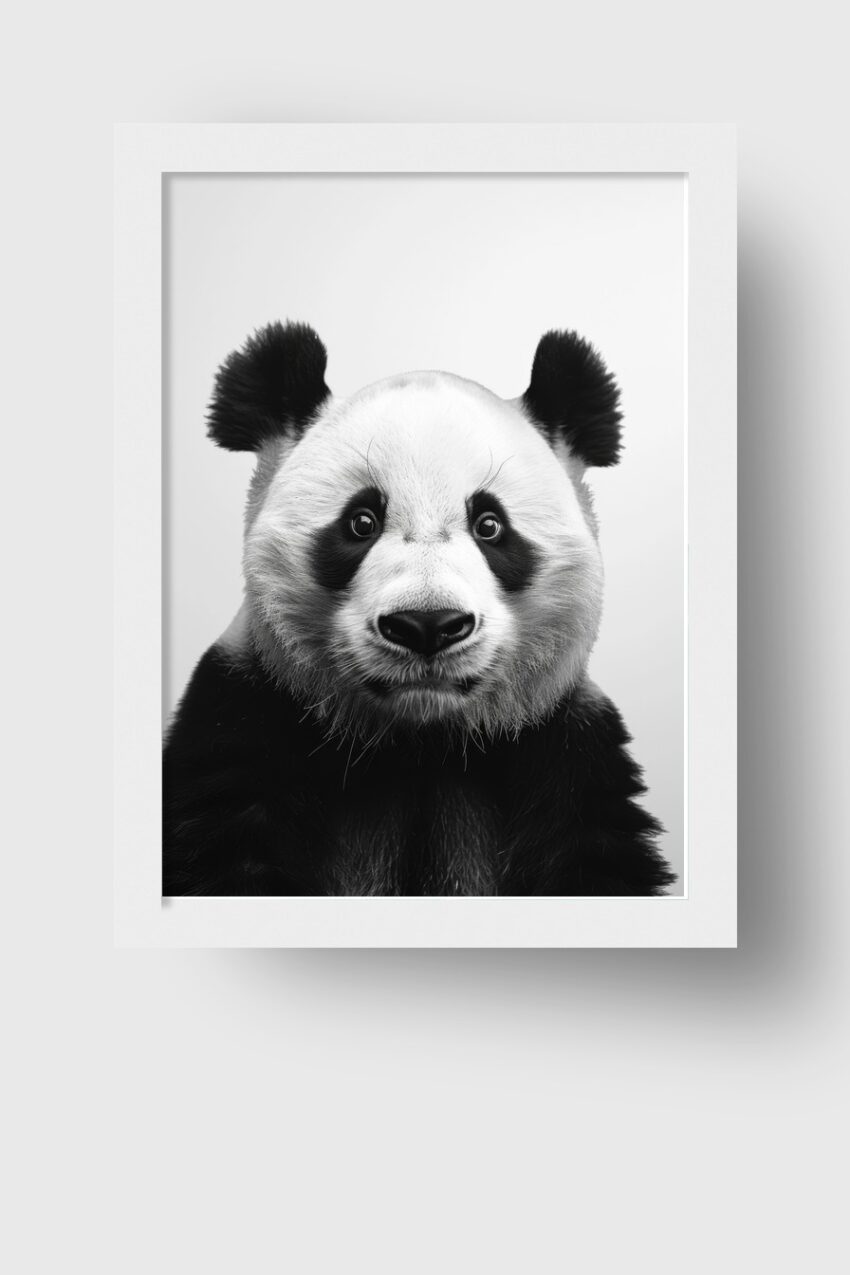 Fotografie Poster Panda Nahaufnahme schwarz-weiß detailreich