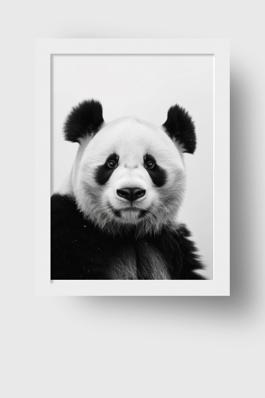 Fotografie Poster Panda Kopf schwarz-weiß frontal