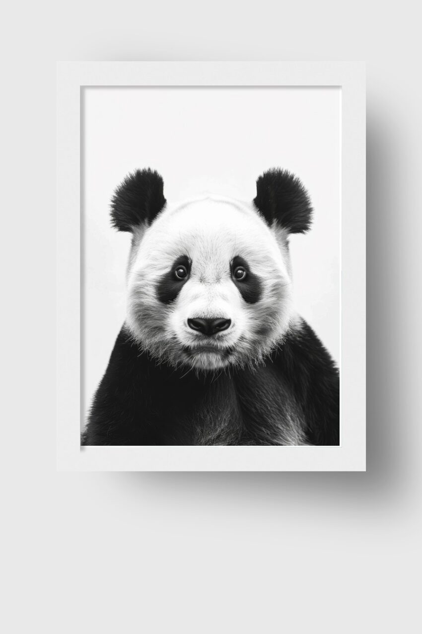 Fotografie Poster Panda schwarz-weiß nahaufnahme
