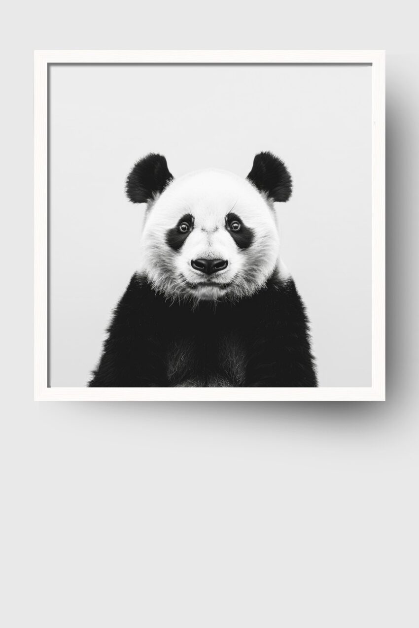 Fotografie Poster Panda schwarz-weiß frontal klar