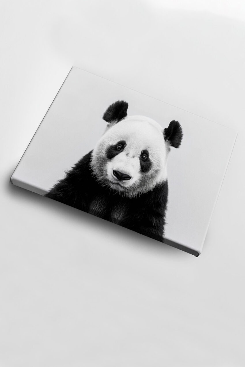 Fotografie Poster Panda schwarz weiß klar