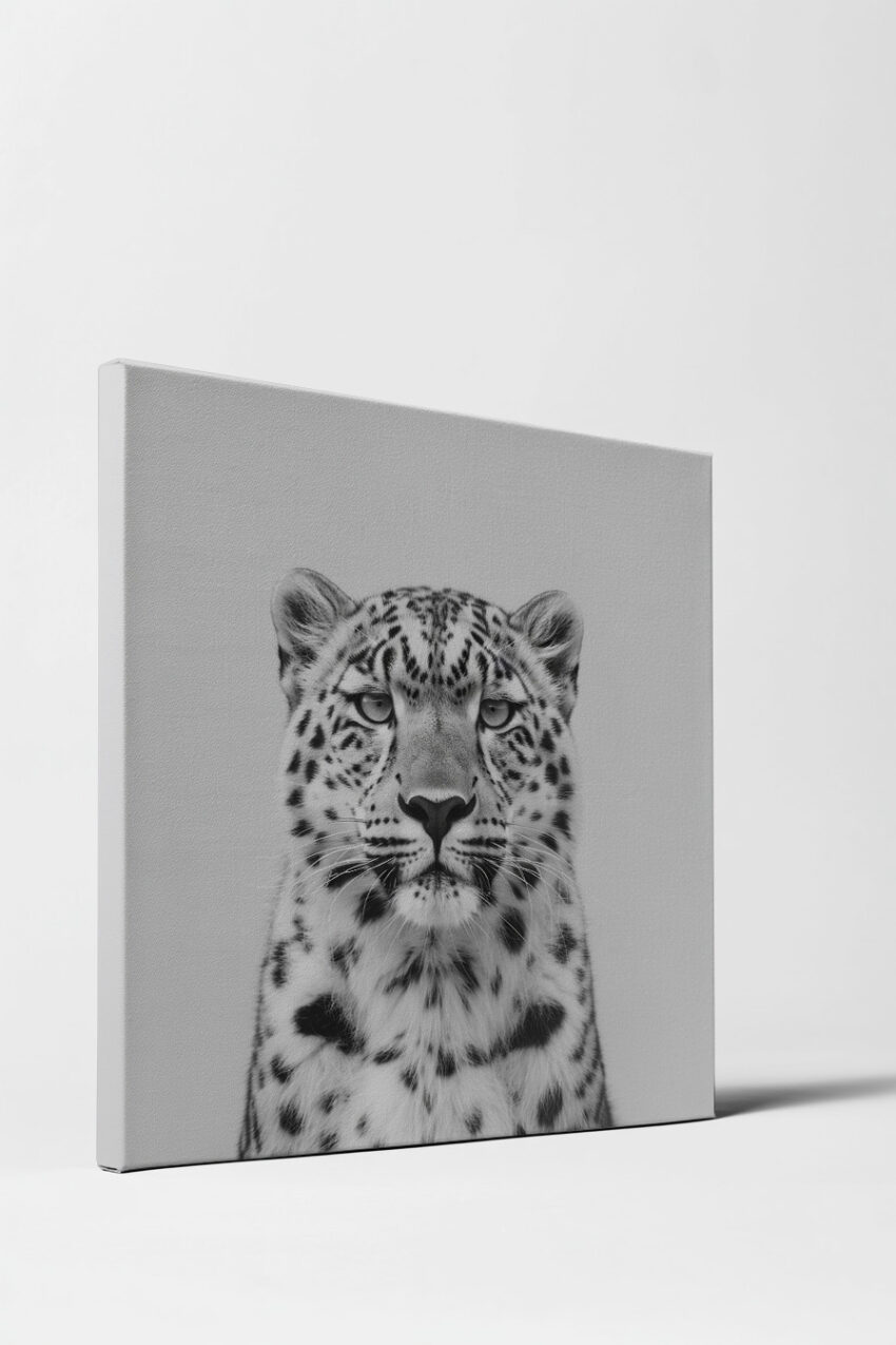 Fotografie Poster Schneeleopard detailliert schwarz-weiß